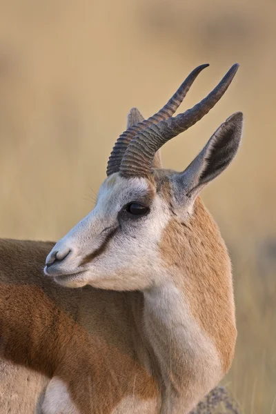 Springbok. —  Fotos de Stock