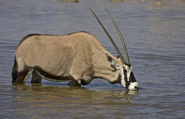 Přímorožec; Oryx gazella — Stock fotografie