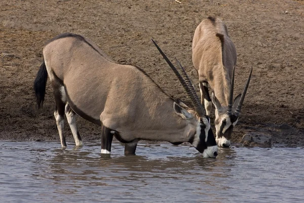 Gemsbok; Oryx gazella — Stok fotoğraf