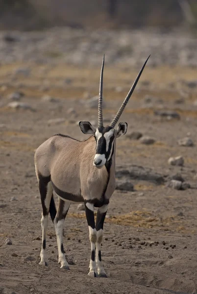 Oryx gazella — Stockfoto