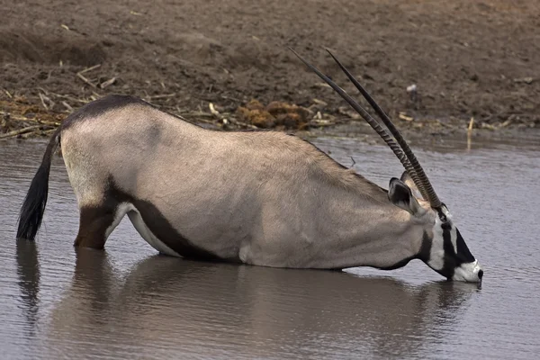 Nyársas antilop; (Oryx gazella) — Stock Fotó