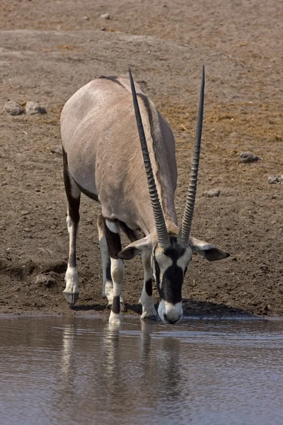 Gemsbok; orice gazella — Foto Stock