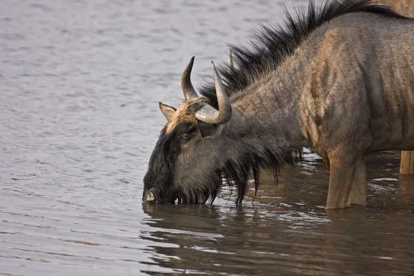 GNU — Zdjęcie stockowe