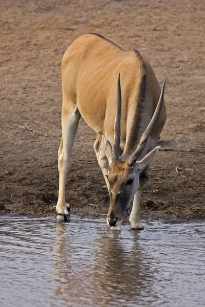 Эландская корова — стоковое фото