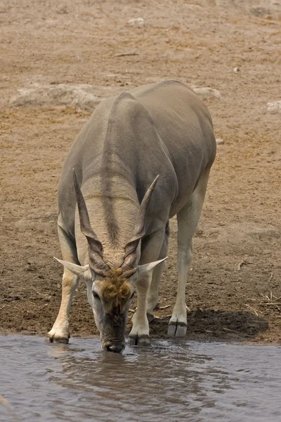 Eland bull — Stock Photo, Image