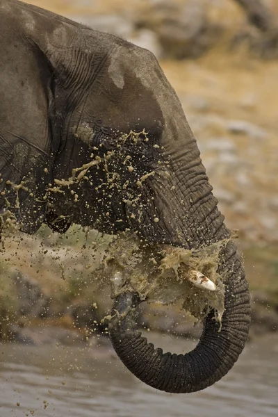 Éléphant soufflant l'eau — Photo