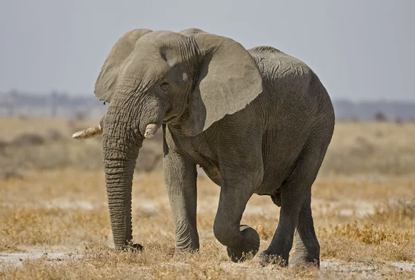 Elefante — Fotografia de Stock