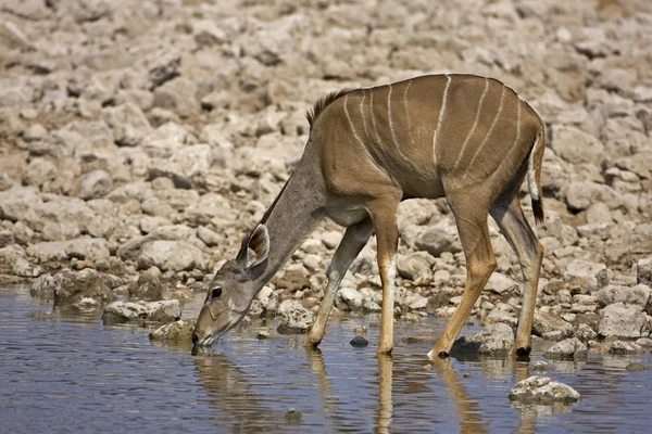 Fêmea kudu maior — Fotografia de Stock