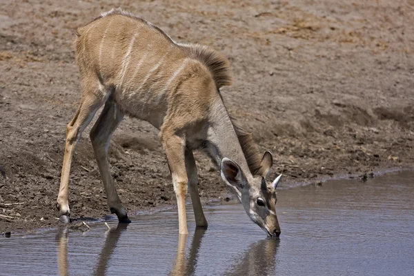 Jovem Grande Kudu macho — Fotografia de Stock
