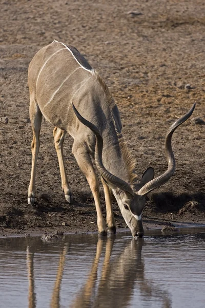 Nagyobb Kudu férfi — Stock Fotó