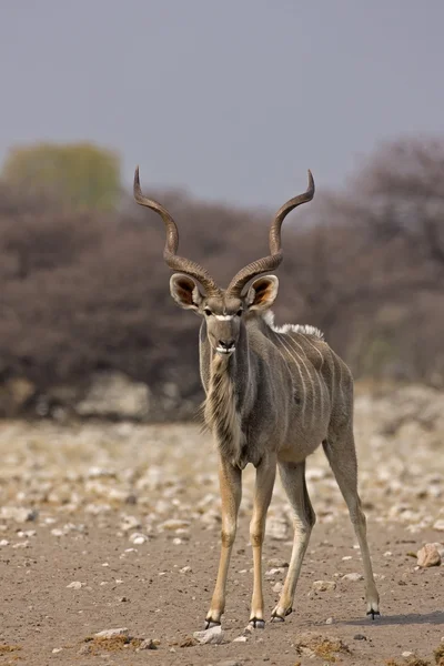 Gran Kudu. —  Fotos de Stock