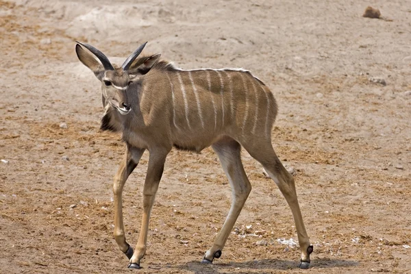Nagy Kudu fiatal férfi — Stock Fotó