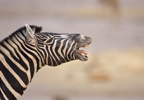 Zebra mostra i denti Immagini Stock Royalty Free