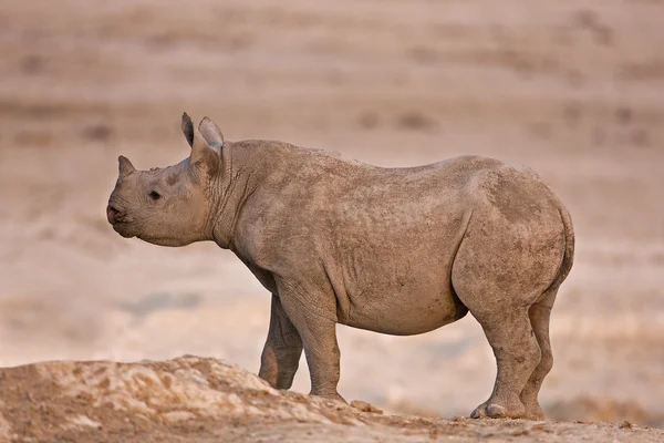 Rinoceronte Imagens De Bancos De Imagens