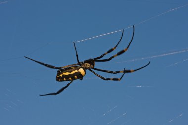 Banded-legged golden orb-web spider clipart