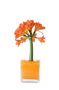 Clivia