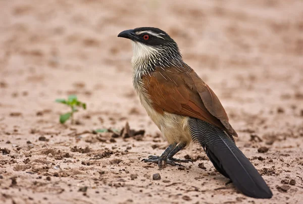 White browed coucal — Stock Photo, Image