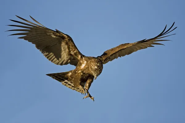 Brown snake-eagle — Stock Photo, Image