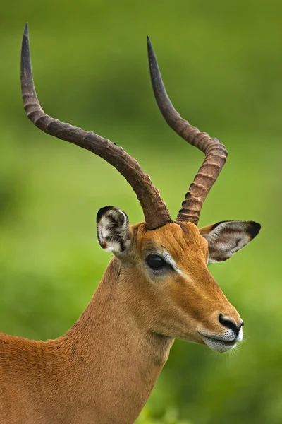 Retrato de Impala masculino — Fotografia de Stock