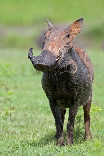 stock image Warthog