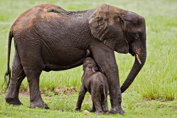 Arican olifant — Stockfoto