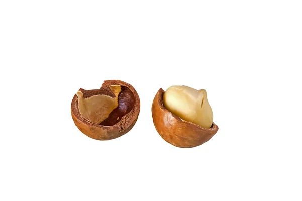 Orzechów macadamia — Zdjęcie stockowe