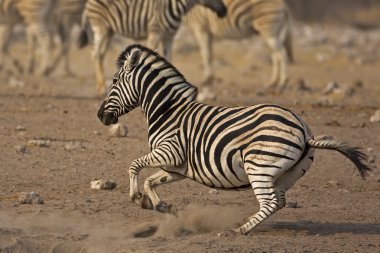 Running Zebra clipart