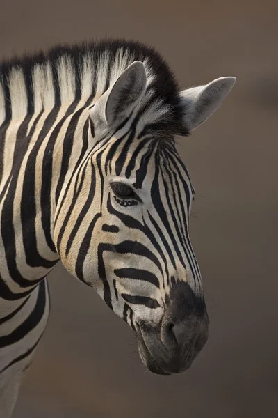 Zebra portre — Stok fotoğraf