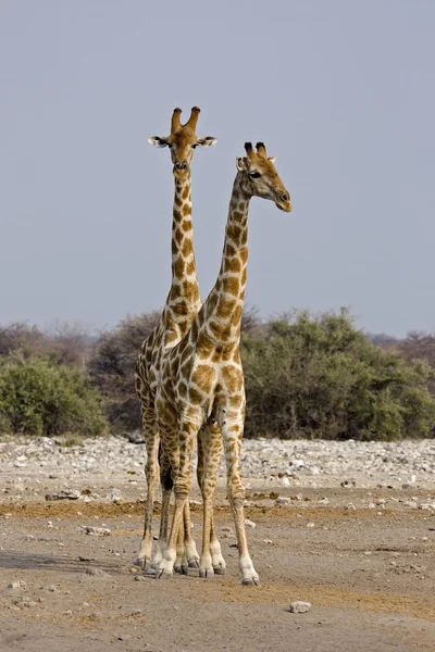 İki zürafa. — Stok fotoğraf