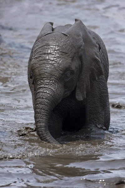 Baby Elephant — Stock Photo, Image