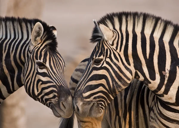 Zebras — Fotografia de Stock