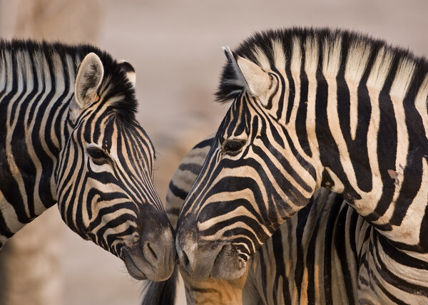Close-up of two Burchells Zebras standing head to head; Equus Burchelli