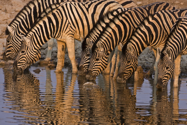 A Group of Burchells zebras drinking in late afternoon light; Equus Burchelli