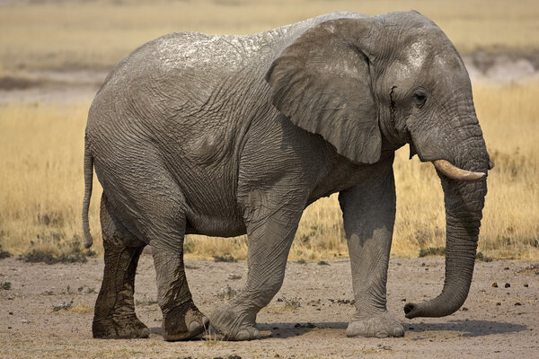 Big African elephant walking on sandy soil ; Loxodonta Africana