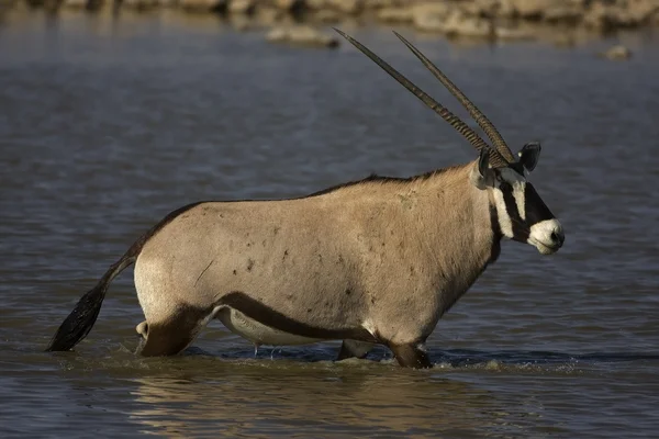 Oryks południowy; Oryx gazella — Zdjęcie stockowe