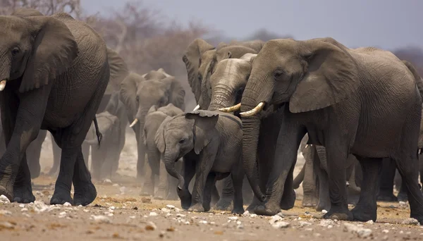 Слони — стокове фото