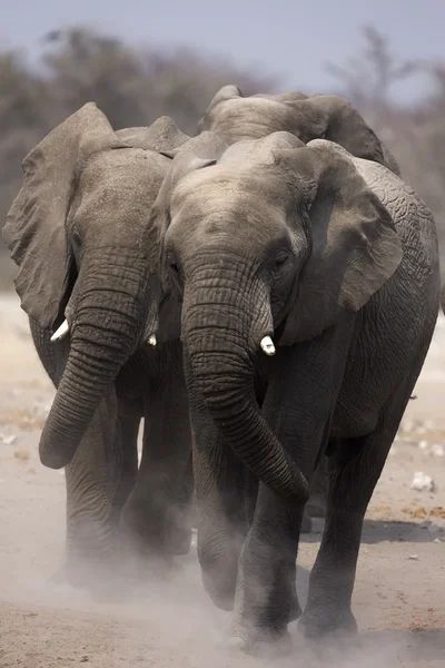 Два слона — стоковое фото