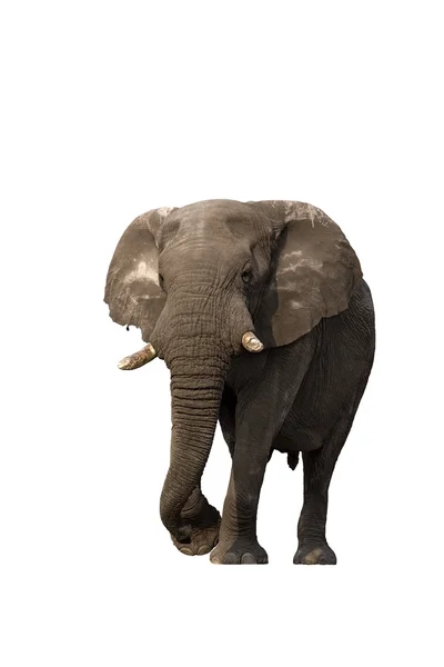 Elephant — Stock Photo, Image