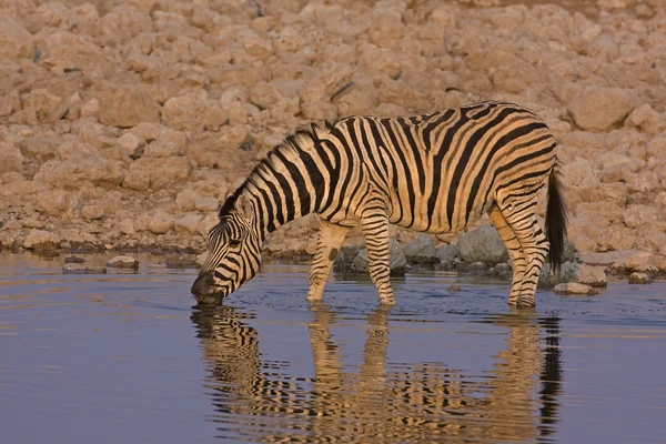 Zebras — Stock Photo, Image