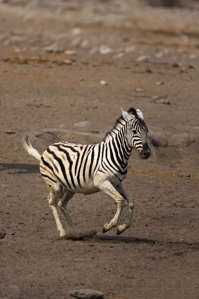 Genç zebra — Stok fotoğraf