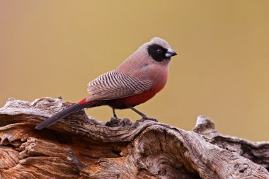 Waxbill