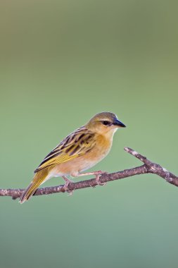 Southern Brown-Throated weaver clipart