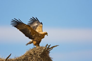 Tawny eagle clipart