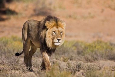 Male Lion clipart