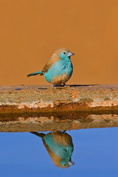 Blauer Wachsvogel — Stockfoto