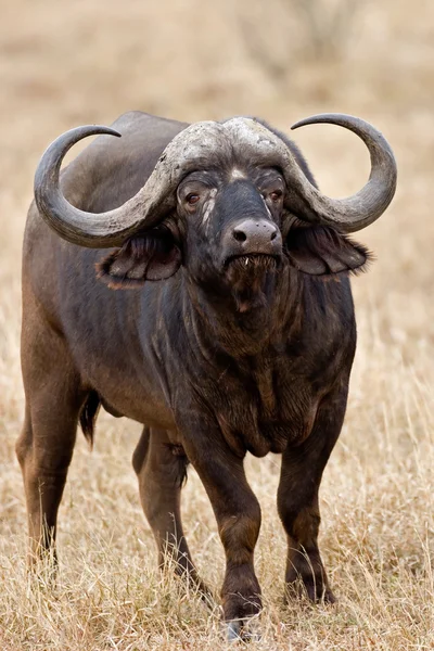 Büffel — Stockfoto