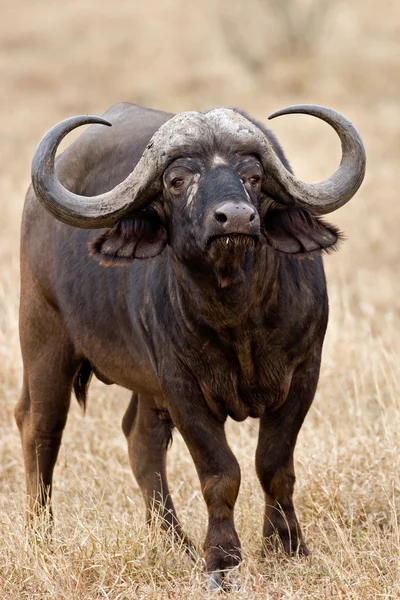 Buffalo — Stock Photo, Image