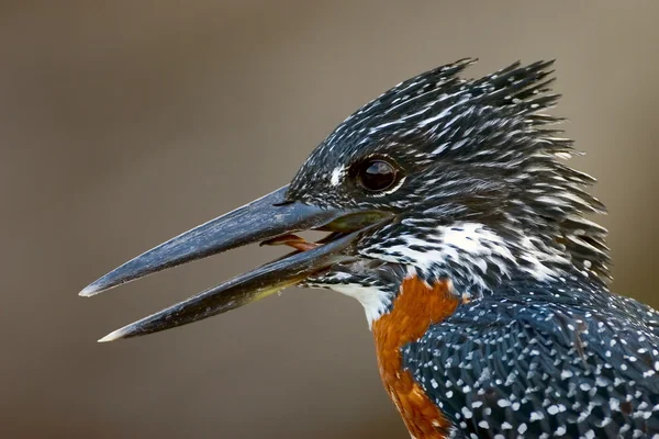 Kingfisher — Stok fotoğraf