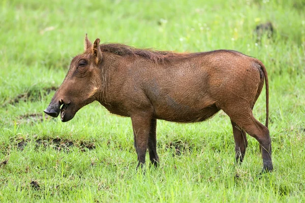 stock image Warthog