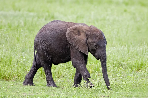 Детеныш слона — стоковое фото